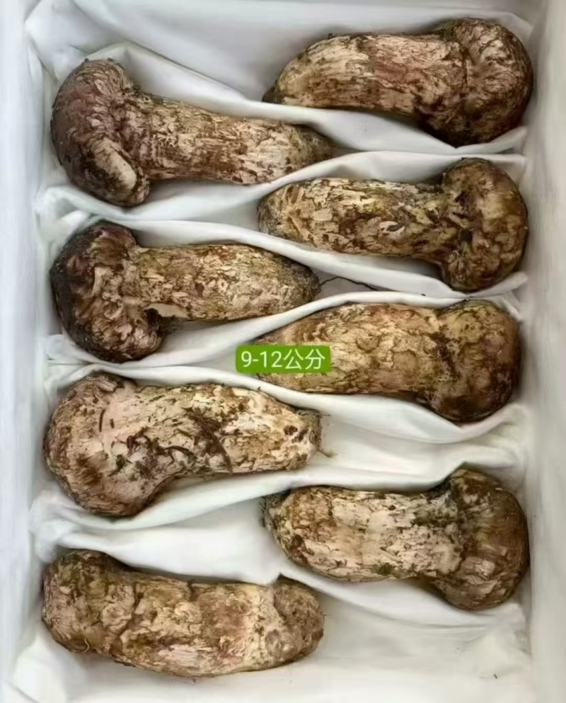 新鲜野生未开伞出口级松茸，厂家包邮直发，大量有货