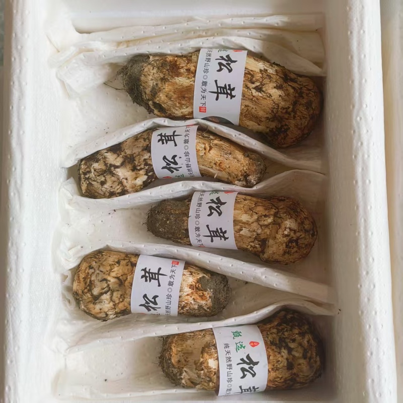 新鲜野生未开伞出口级松茸，厂家包邮直发，大量有货