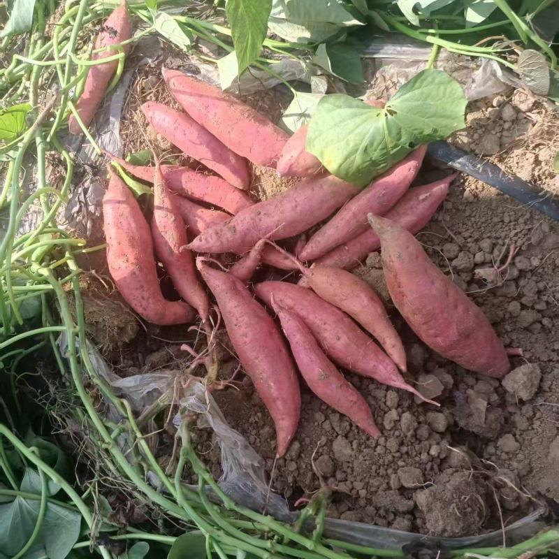 西瓜红红薯基地直销量大质优价格优惠一手货源欢迎采购