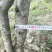 冠王枇杷树7年枇杷树基地直发带土发货成活率高技术指导