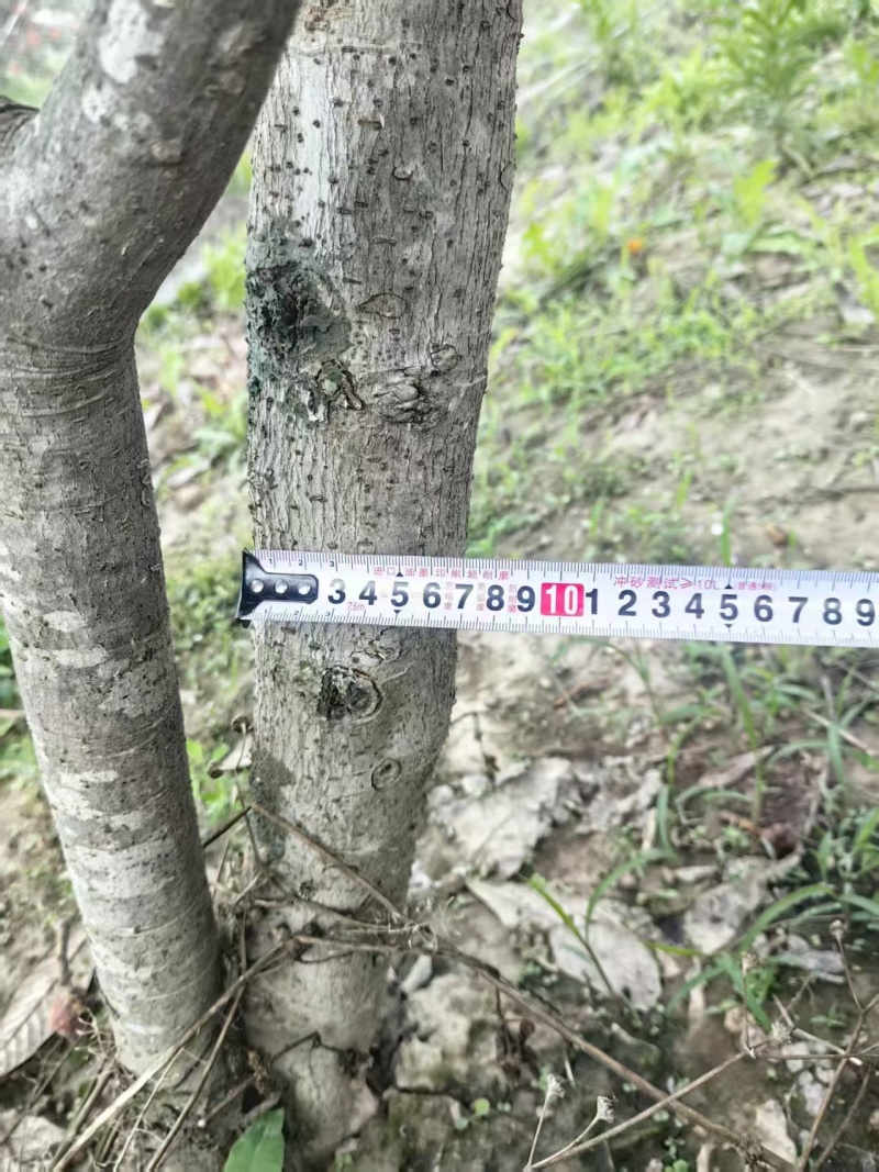冠王枇杷树7年枇杷树基地直发带土发货成活率高技术指导