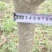 冠王枇杷树7年枇杷树基地直发带土发货成活率高技术指导
