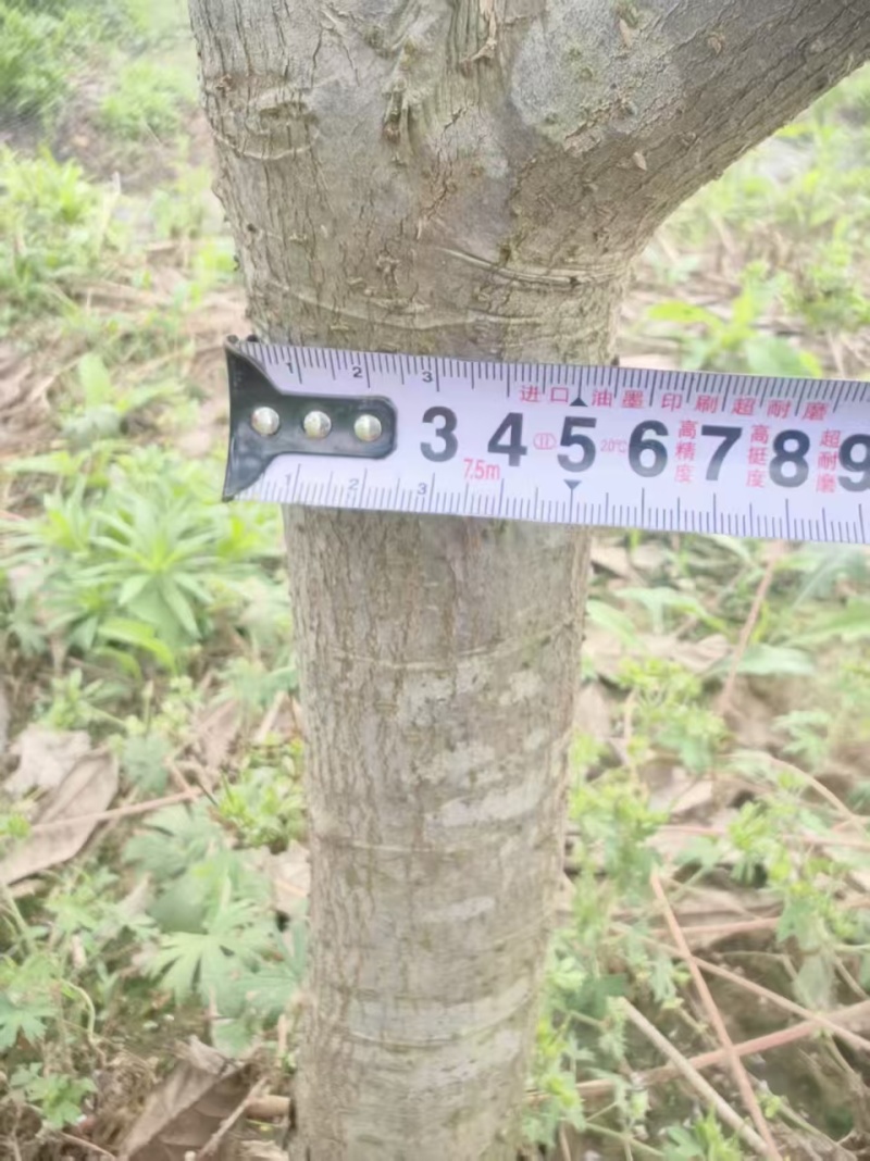 冠王枇杷树7年枇杷树基地直发带土发货成活率高技术指导
