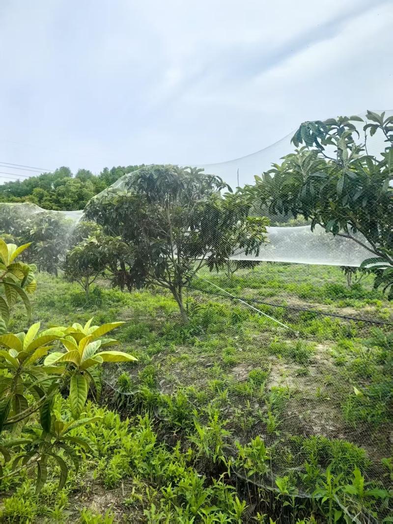 冠王枇杷树7年枇杷树基地直发带土发货成活率高技术指导