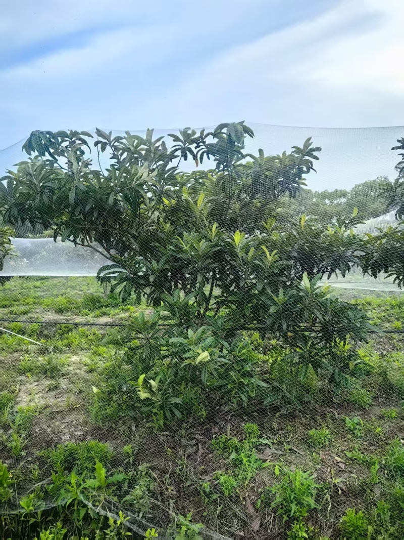 冠王枇杷树7年枇杷树基地直发带土发货成活率高技术指导