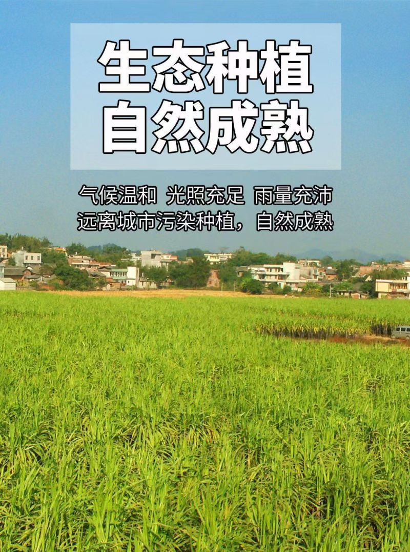 广西黑皮甘蔗一件代发产地直发一手货源对接各大电商平台