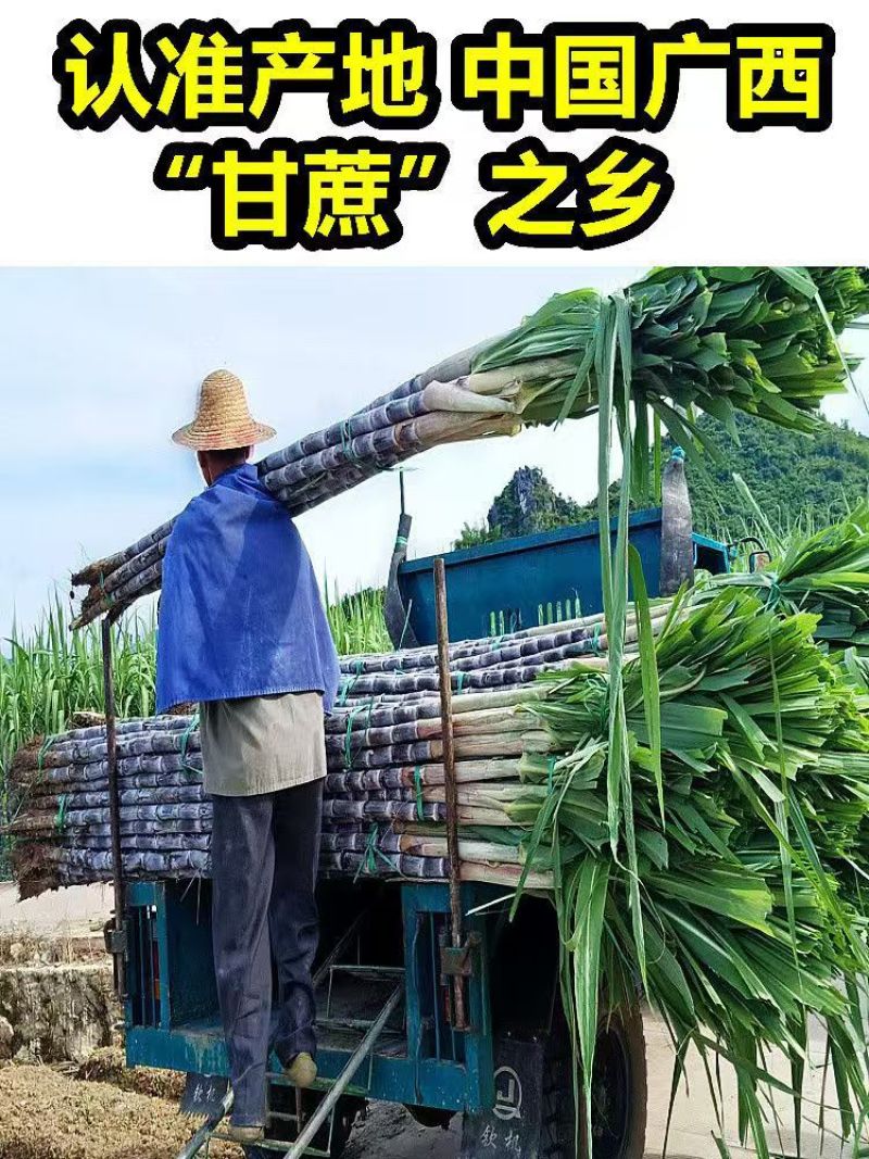 广西黑皮甘蔗一件代发产地直发一手货源对接各大电商平台