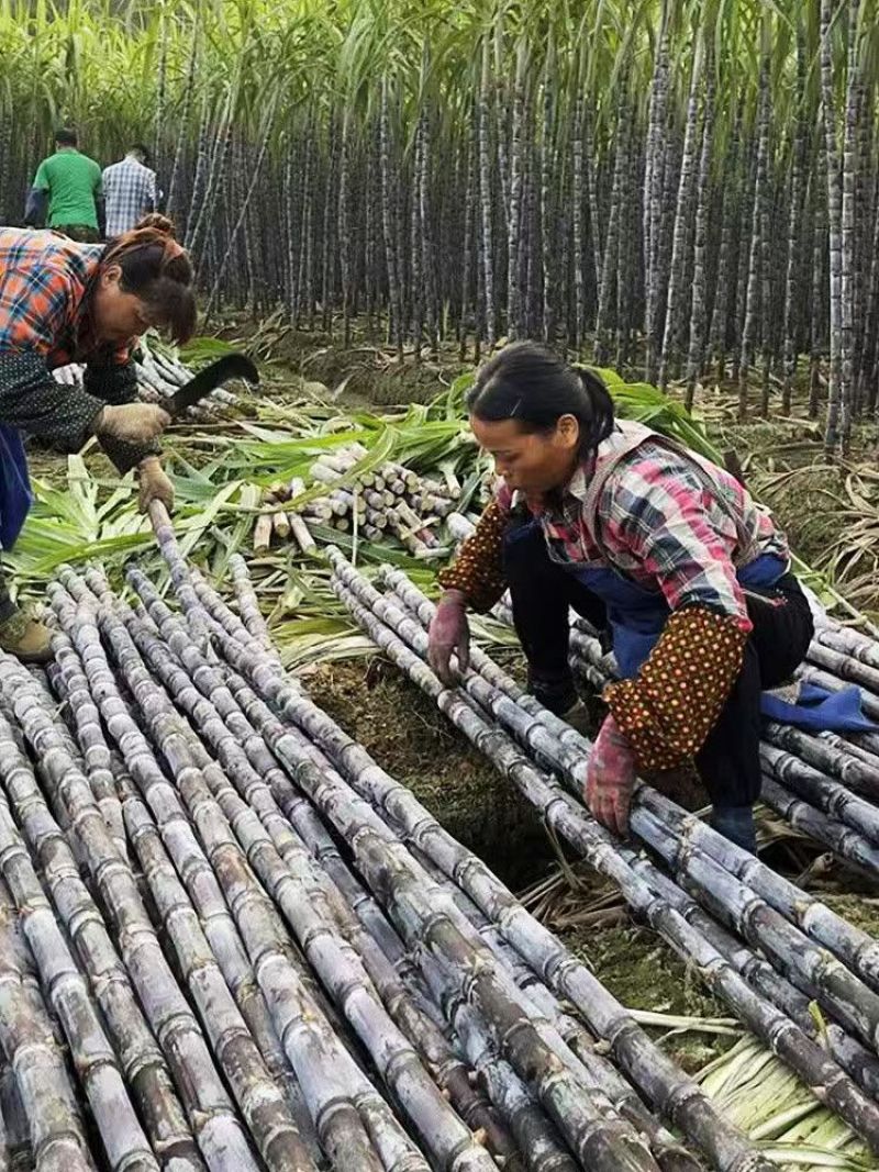 广西黑皮甘蔗一件代发产地直发一手货源对接各大电商平台