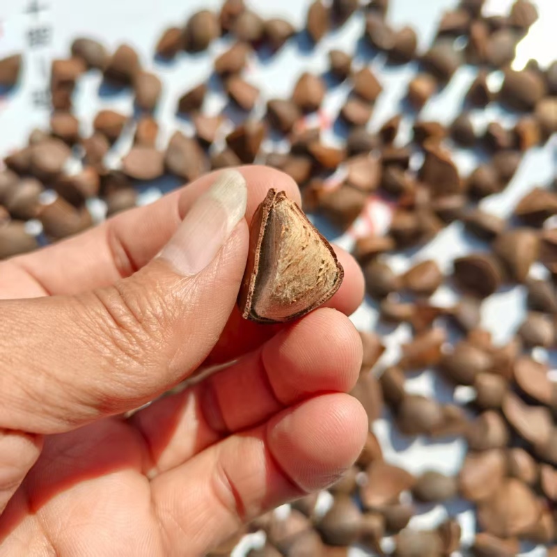 【产地直供】湖南油茶籽现货批发量大价优欢迎咨询合作