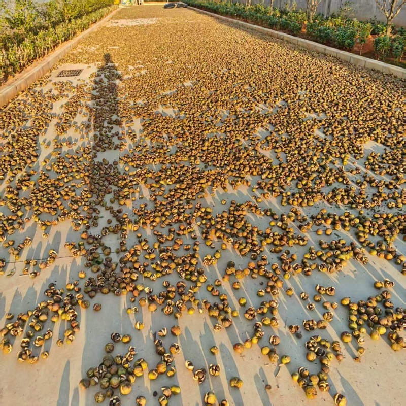 【产地直供】湖南油茶籽现货批发量大价优欢迎咨询合作