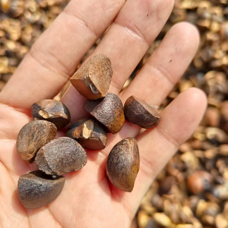 【产地直供】湖南油茶籽现货批发量大价优欢迎咨询合作