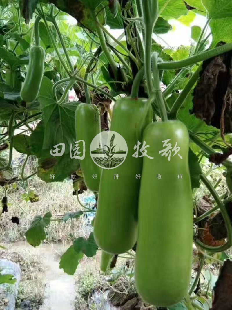 阿凡达短蒲瓜瓠瓜种子