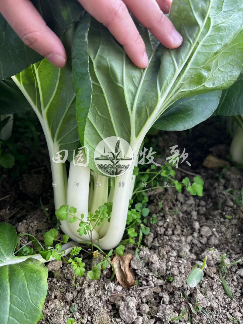 白玉兰中脚杂交黑叶白菜种子