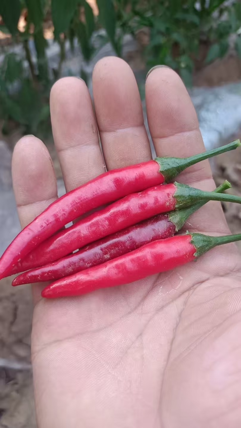 小米辣大量上市产地直销保质保量全国通发一手货源