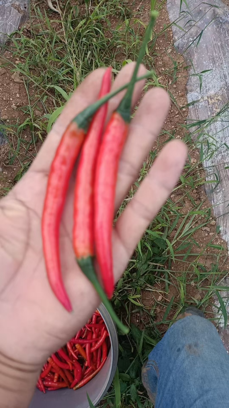 小米辣大量上市产地直销保质保量全国通发一手货源