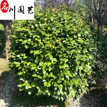 茶花球基地直供精品茶花球价格球形好耐修剪诚信经营
