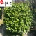 茶花球基地直供精品茶花球价格球形好耐修剪诚信经营