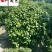 茶花球基地直供精品茶花球价格球形好耐修剪诚信经营