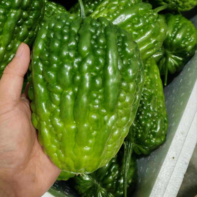 江门杜阮大顶苦瓜种子