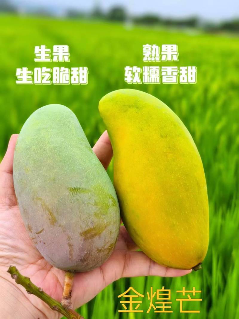 【产地直供】，【一件代发】，【接代理】
