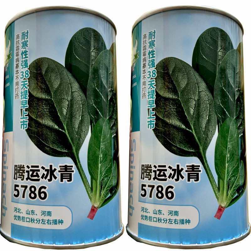 菠菜种子腾运冰青5786耐寒长椭圆叶菠菜400g早中熟