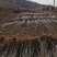 海棠苗鸡心果树苗基地直销量大质优价优一手货源欢迎采购