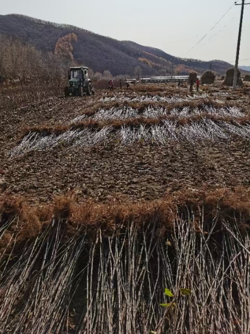 海棠苗鸡心果树苗基地直销量大质优价优一手货源欢迎采购