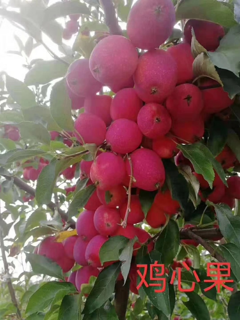 【热卖】海棠果鸡心果基地直销质量保证欢迎采购
