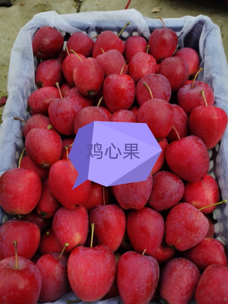 【热卖】海棠果鸡心果基地直销质量保证欢迎采购
