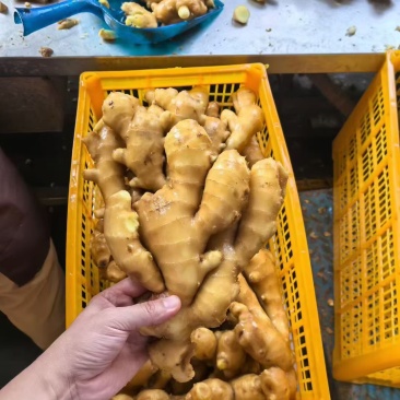 山东大黄姜精品生姜外贸货市场货海量货源全国发货欢迎考察