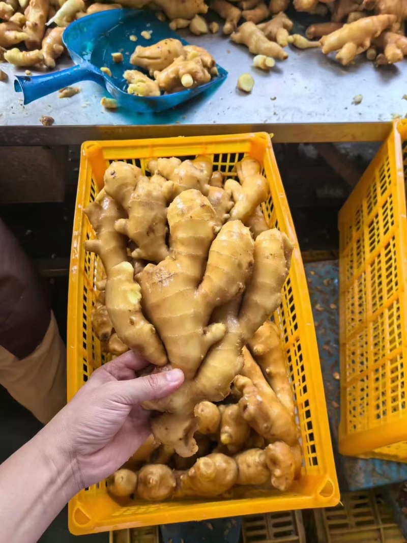 山东大黄姜精品生姜外贸货市场货海量货源全国发货欢迎考察