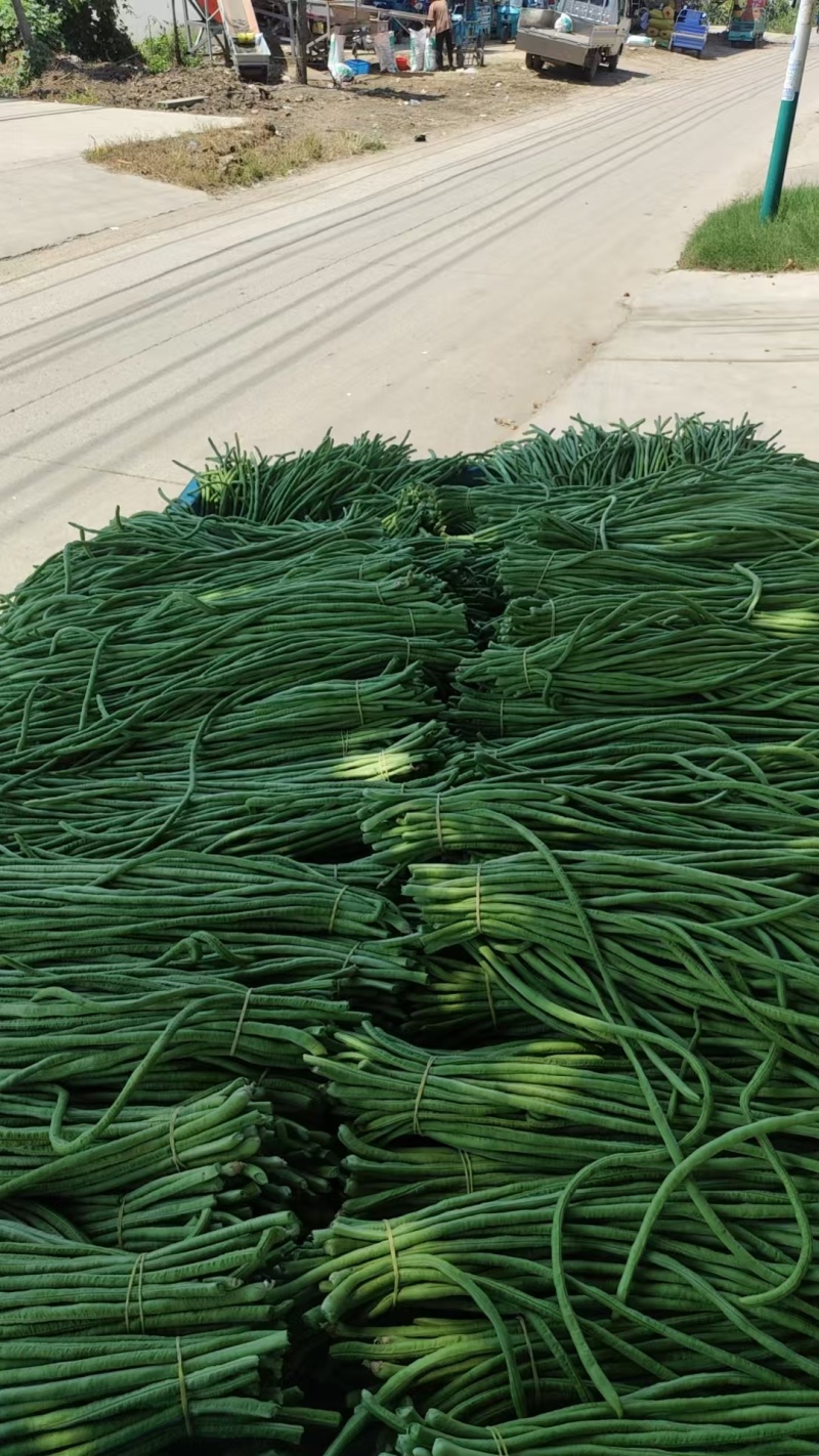 精品江苏青条豆角基地直供质量保证货源充足量大优惠