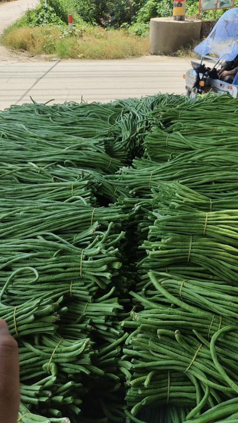 精品江苏青条豆角基地直供质量保证货源充足量大优惠
