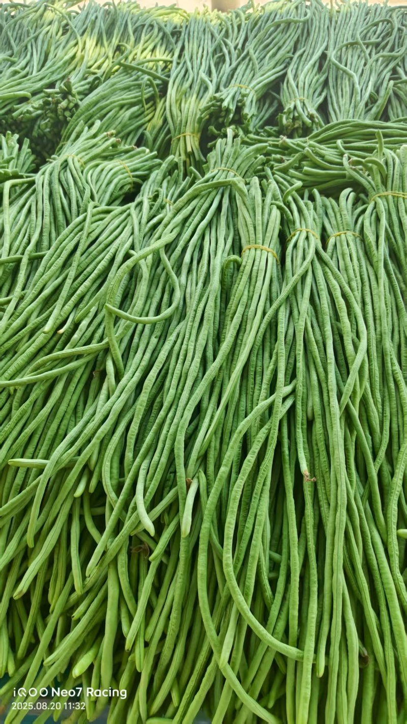 精品江苏青条豆角基地直供质量保证货源充足量大优惠