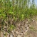 海棠苗鸡心果树苗基地直销量大质优价优一手货源欢迎采购