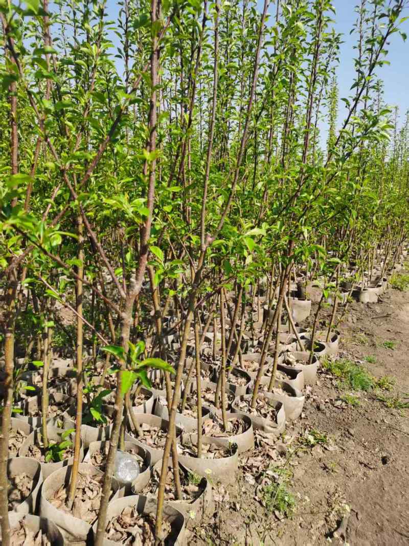 海棠苗鸡心果树苗基地直销量大质优价优一手货源欢迎采购
