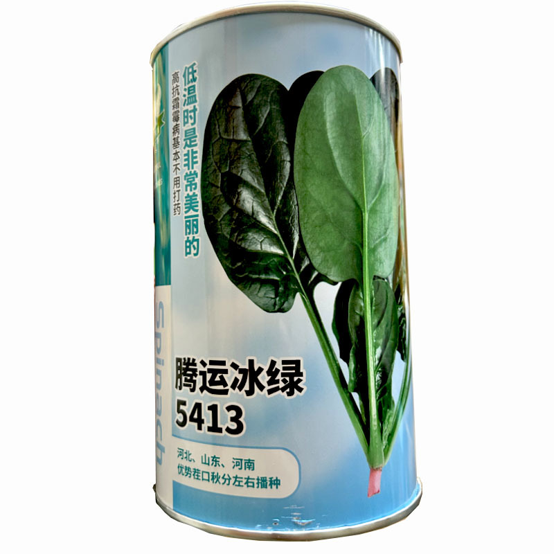 菠菜种子腾运冰绿5413耐寒菠菜种子500g中熟长椭圆叶