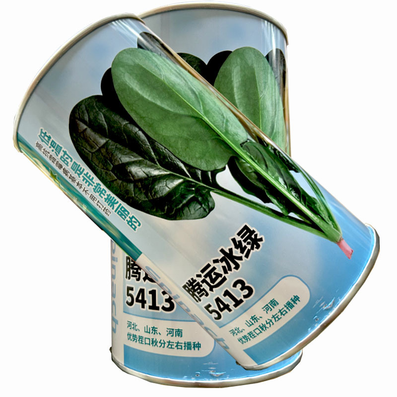 菠菜种子腾运冰绿5413耐寒菠菜种子500g中熟长椭圆叶