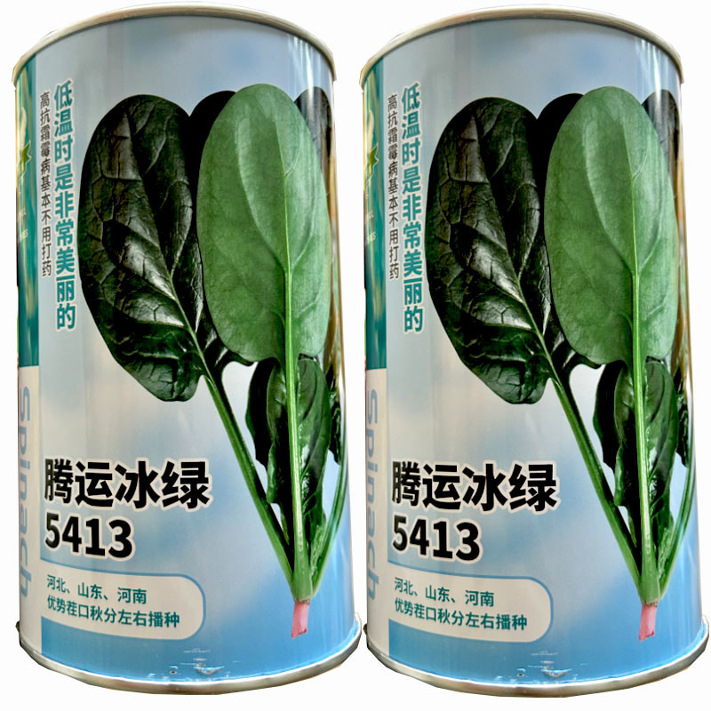 菠菜种子腾运冰绿5413耐寒菠菜种子500g中熟长椭圆叶
