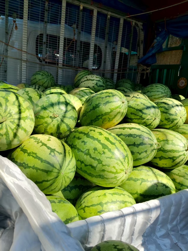 精选西瓜甜王西瓜大西瓜口感甜汁水多价格实惠欢迎老板联系