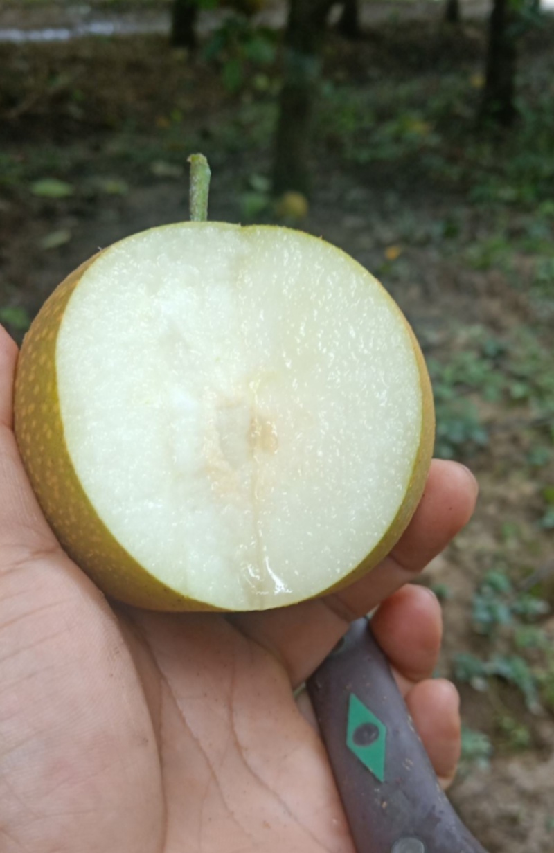 秋月梨核心产区直供/量大从优支持全国冷链/欢迎来电洽谈