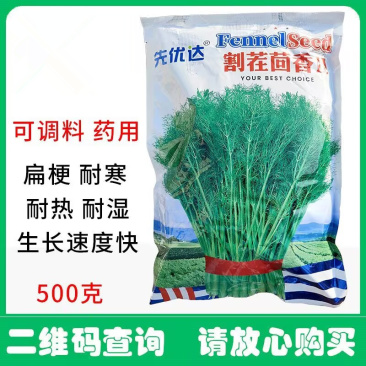 割茬茴香种子扁梗耐热耐寒耐湿叶大生长速度快大田基地种植
