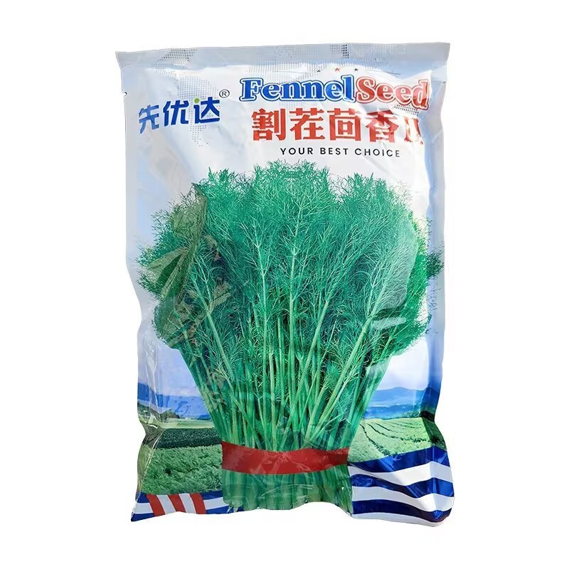 割茬茴香种子扁梗耐热耐寒耐湿叶大生长速度快大田基地种植
