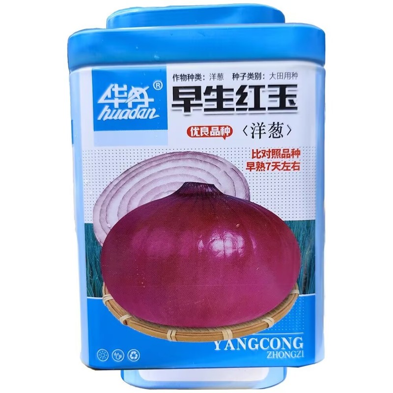 早生红玉洋葱种子中日照扁圆型口感甜脆辣味适中基地用