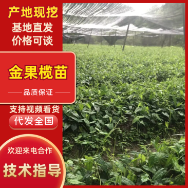 【金果榄苗】重庆高产易存活产地直销量大从优可对接全国市场