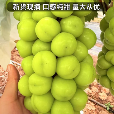 陕西《阳光玫瑰》供应电商/工厂/市场批发承接海外大型订单