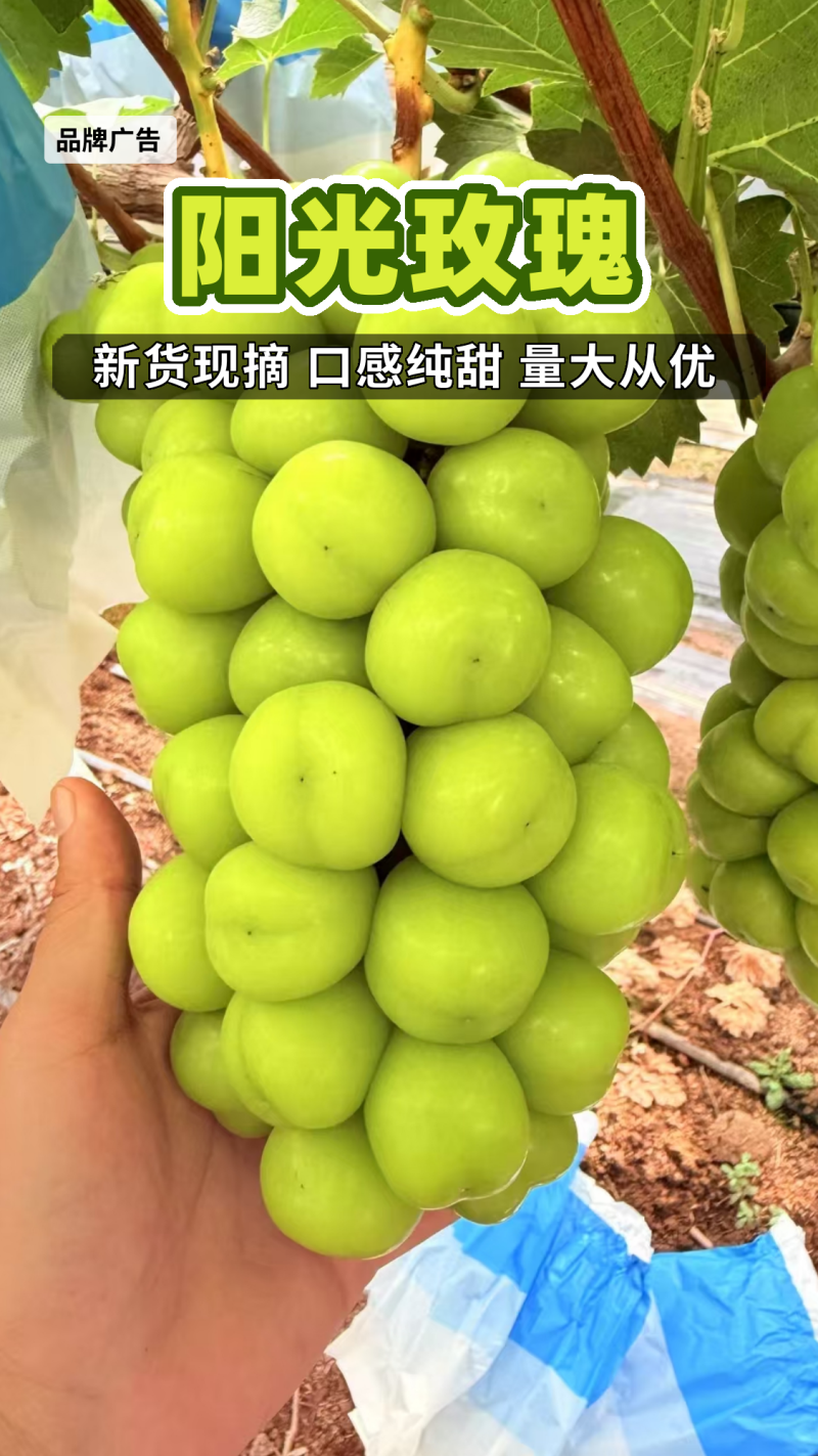 陕西《阳光玫瑰》供应电商/工厂/市场批发承接海外大型订单
