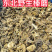 去根去泥榛蘑丁！东北野生榛蘑批发特级榛蘑丁，可以一件代发