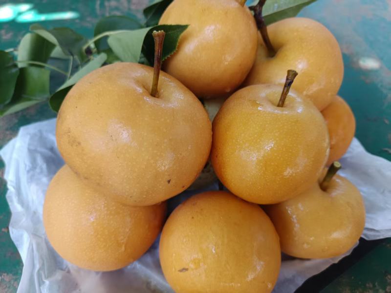 【农户自种】河南南阳圆黄梨一手货源量大价优欢迎来电