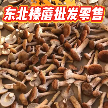 东北榛蘑批发零售，可以一件代发